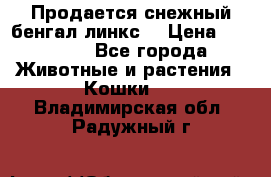 Продается снежный бенгал(линкс) › Цена ­ 25 000 - Все города Животные и растения » Кошки   . Владимирская обл.,Радужный г.